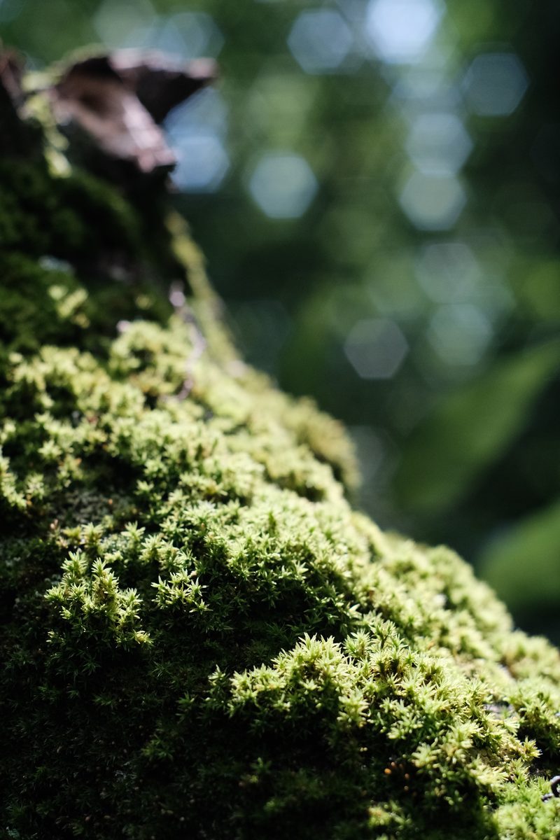 Close-up of a moss-covered branch